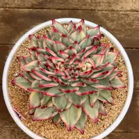 多肉一物一拍0219-锦