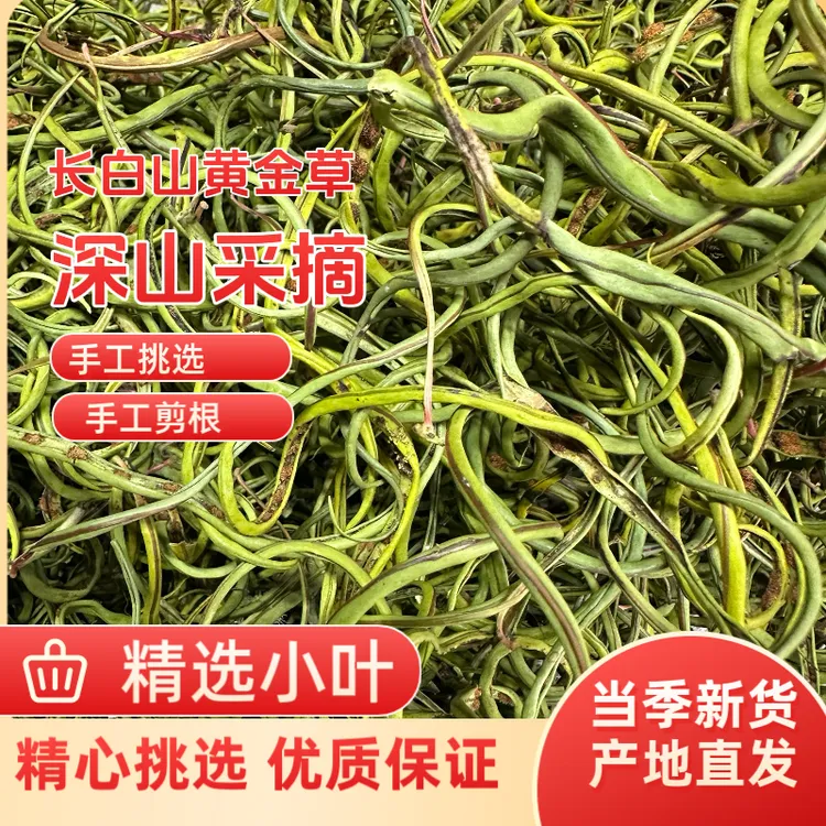 关东黄金草石头手工采摘50克×正宗长白山嗷嗷草