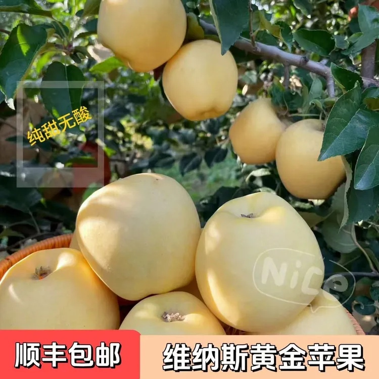 【顺丰包邮】陕西凤翔维纳斯黄金苹果脆甜多汁果香浓郁产地直发