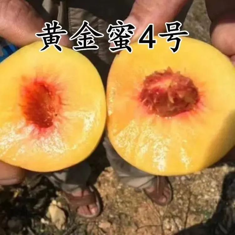 正宗黄金蜜4号桃树苗嫁接桃树苖黄桃南方北方种植果苗