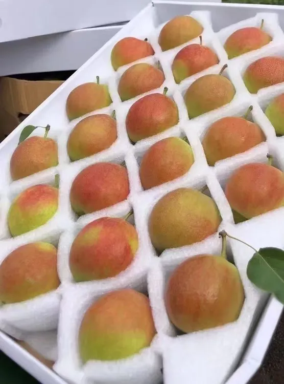 辽宁鞍山特级南果梨正宗香水梨正宗鞍山南果梨梨子