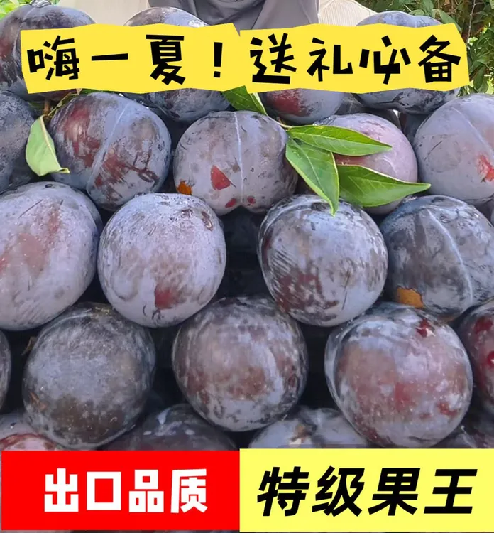 稀有黑布林黑宝石李子新鲜源头直供软硬两吃脆甜爽口特大果子批发