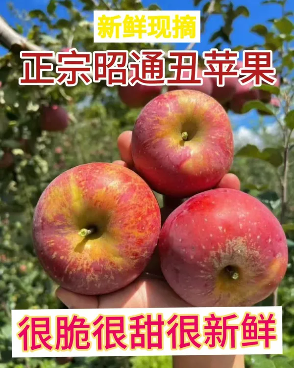 正宗云南昭通红富士丑苹果新鲜现摘脆甜多汁原产地直发