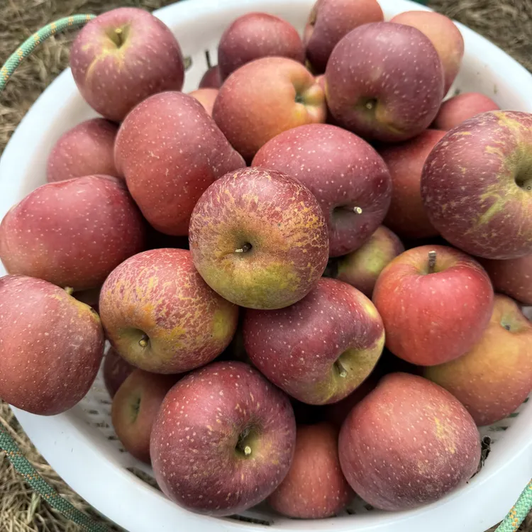 【正宗】云南昭通红富士冰糖心丑苹果新鲜脆甜多汁昭通冰糖心苹果