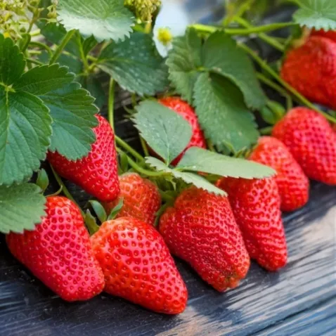 奶油草莓种子四季播种白草莓种籽子阳台盆栽蔬菜庭院室外