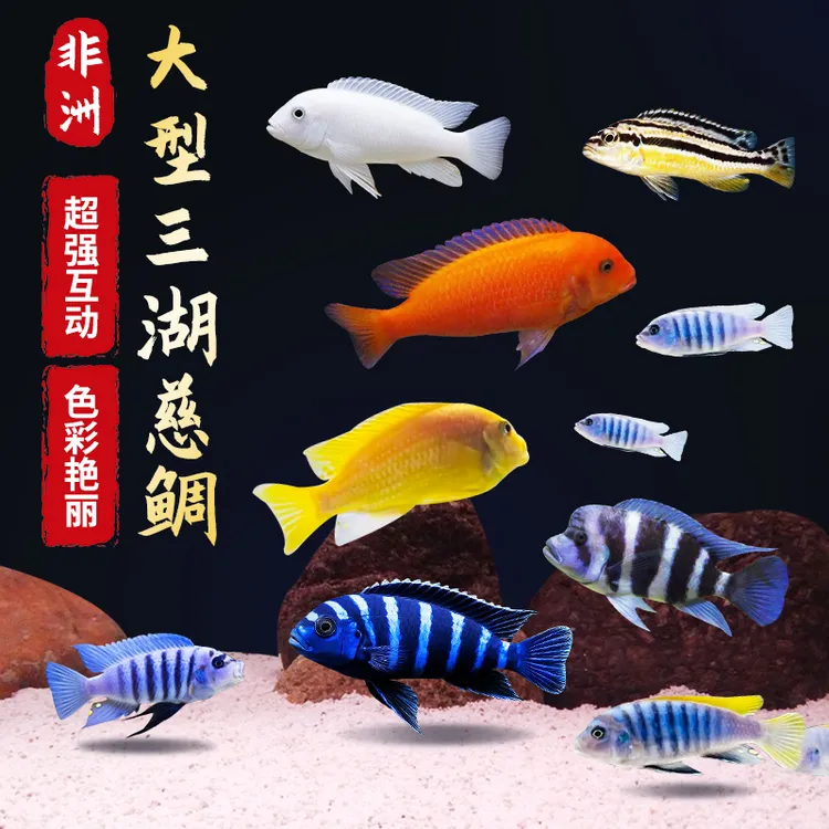 三湖慈鲷鱼热带淡水观赏鱼小型杂鲷科鱼好养耐活白蓝斑马非洲王子