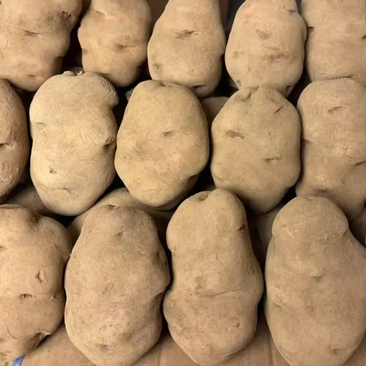 贵州威宁老品种本地米拉洋芋农家自种马铃薯土豆蔬菜烤洋芋特色