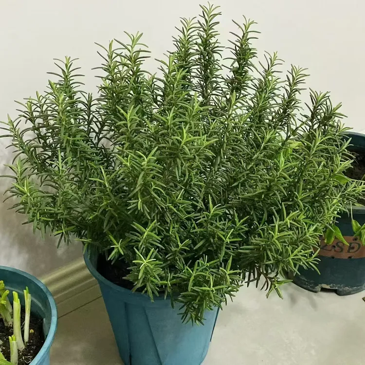 迷迭香丛生盆栽种植花园庭院阳台室外新手易养护观赏植物
