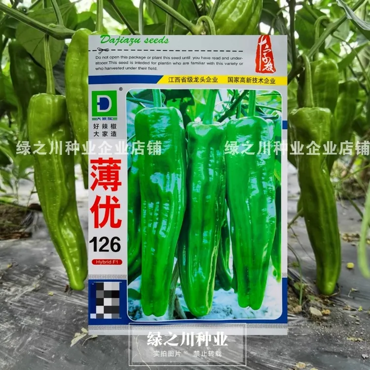 大家族薄优126薄皮椒种子翠绿薄皮泡椒种子高产精品辣椒种子大果