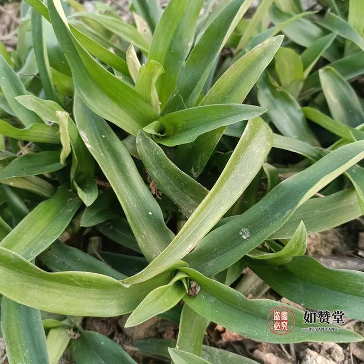 新鲜痰火草 白竹 围夹草癌草广东猫爪草青鸭跖草大苞水竹叶中草药