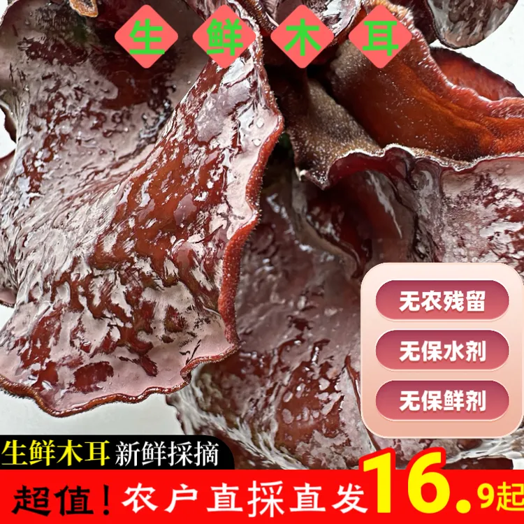 [生鲜木耳]新鲜脆嫩白背毛木耳生鲜食材火锅食材冬日火锅必备