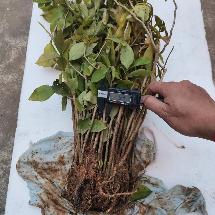 叶仙带根苗扦插培育带根可以嫁接蟹爪兰也叫木麒麟开花白色