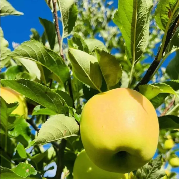 原脆甜小金苹果 小金县原产地 甜心水果水分多 纯绿色