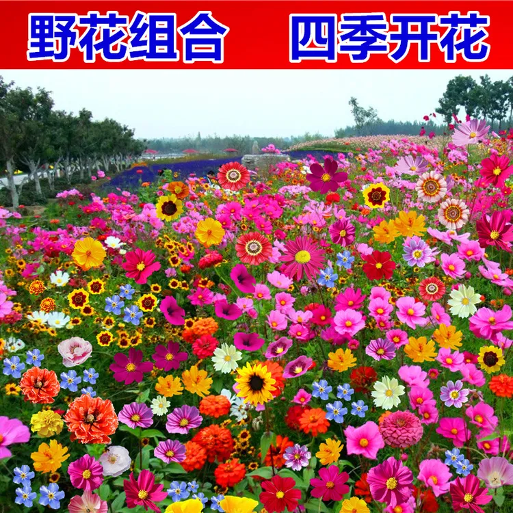 耐寒野花组合花种子四季开花格桑花庭院阳台种植百日草斤装花种籽