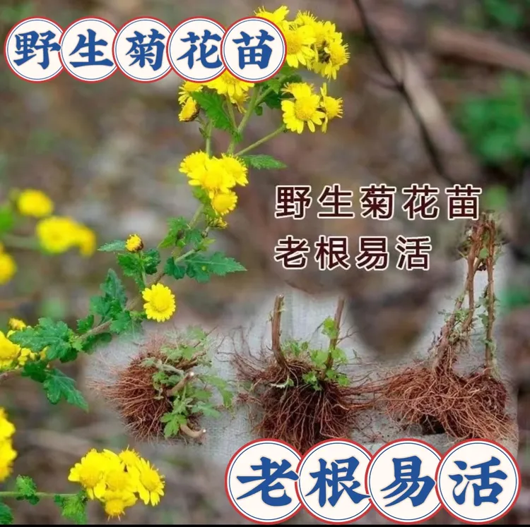 天然野生小菊苗老桩现挖可食用茶中药泡茶野菊花老桩易成活