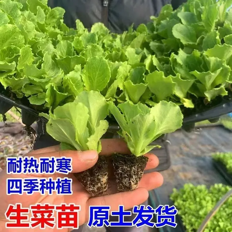 带土生菜苗意大利大速生菜玻璃蔬菜苗