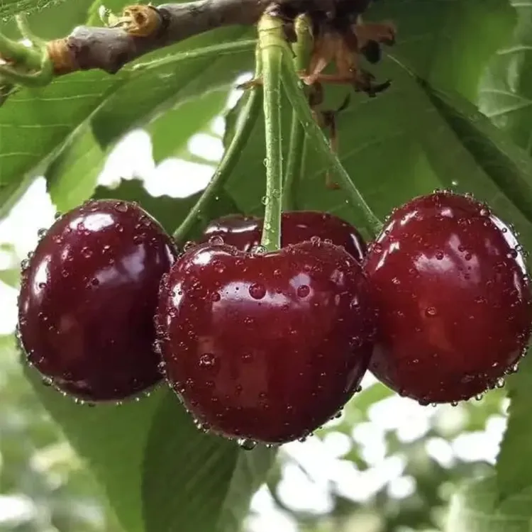 b车厘子苗樱桃树苖特大樱桃树南北方种植当年结果矮化水果树果苗