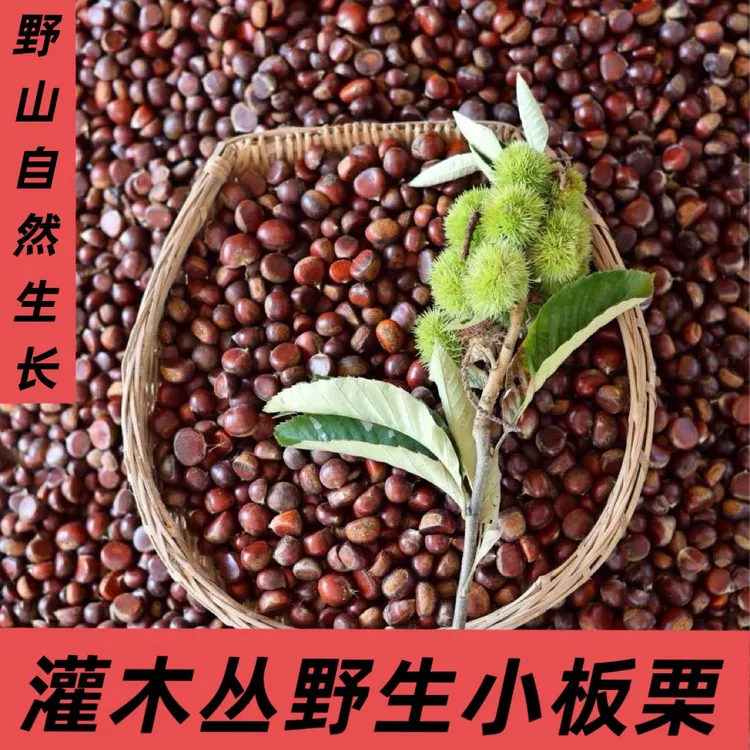 今年野生小油栗新鲜板栗带壳野生小油栗小颗粒小板栗小毛栗易剥皮