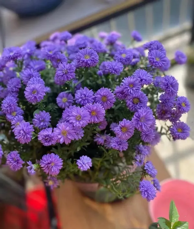 荷兰菊紫菀翠菊盆栽多年生宿根花卉耐热耐寒阳台庭院花镜