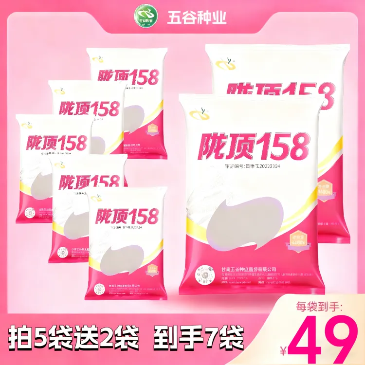 陇顶158【金黄籽粒】国审玉米种子高产高防穗腐高产大棒