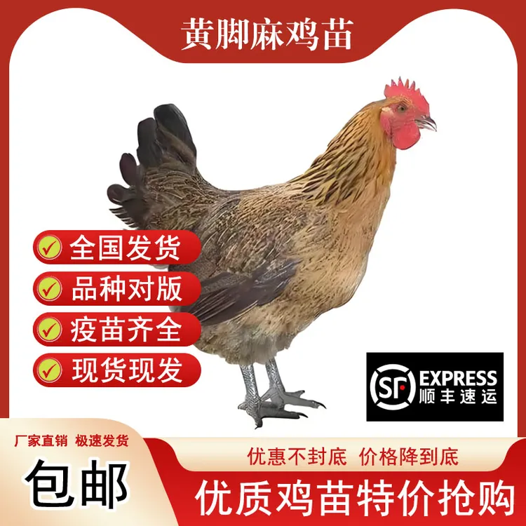 【10只装】纯种一斤重小鸡脱温麻鸡快肉鸡农家散养半大【宠物鸡】