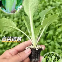 大白菜娃娃苗黄心大白菜蔬菜秧苗高产四季带土盆栽白菜苗基地直发