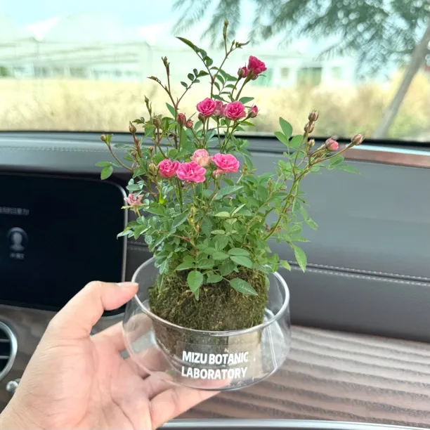 姬超微月季苔藓球四季室内客厅办公桌面水培绿植花卉微景观盆栽