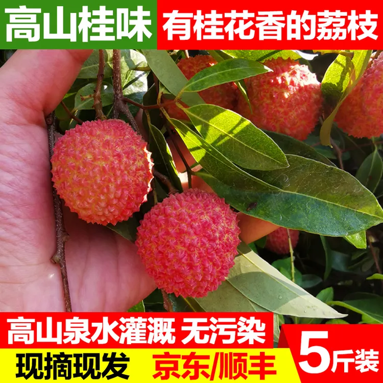 【高山桂味】5斤装从化桂味荔枝新鲜现摘现发当季纯甜老树大果小核