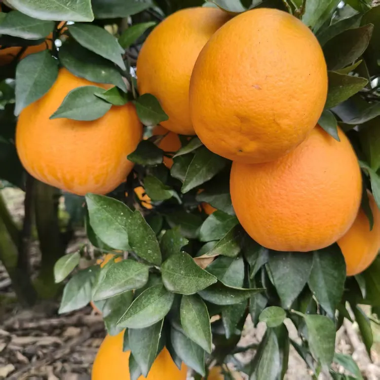 湖南石门38号脐橙新鲜细嫩多汁手剥橙子维C水果10斤箱装荒野求生