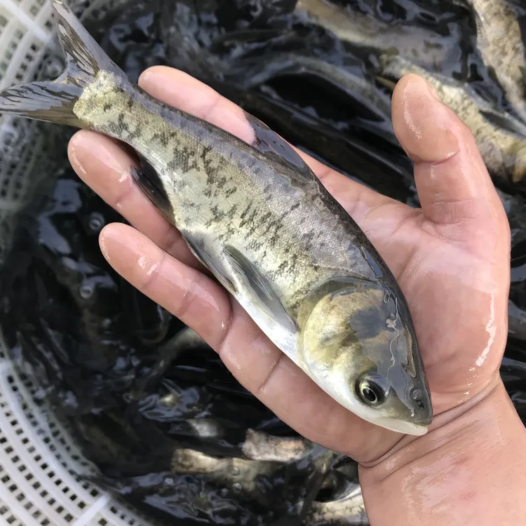 花鲢鱼大头鱼雄鱼苗 鳙鱼苗 胖头鱼 淡水养殖观赏鱼