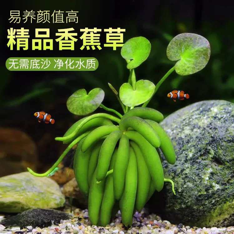 香蕉草水草植物鱼缸造景真草鱼缸古法小鱼缸绿植新手懒人养鱼鱼缸