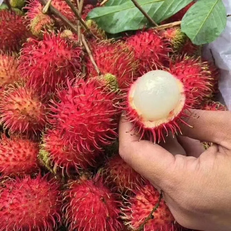 现货红毛丹现摘现发新鲜水果毛荔枝孕妇当季水果孕妇甜整箱包邮