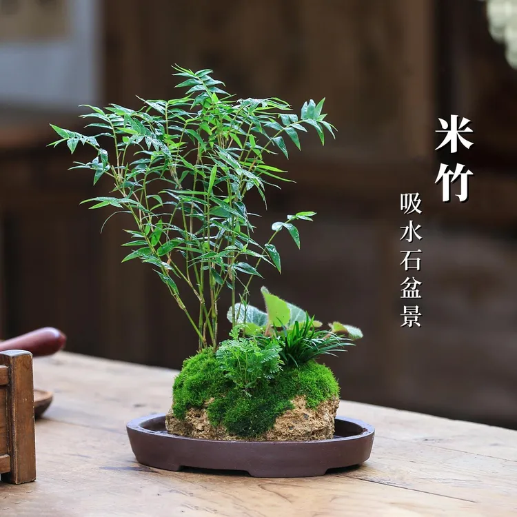桌面水景米竹水培植物竹子附石假山盆栽懒人水培好养绿植室内吸水