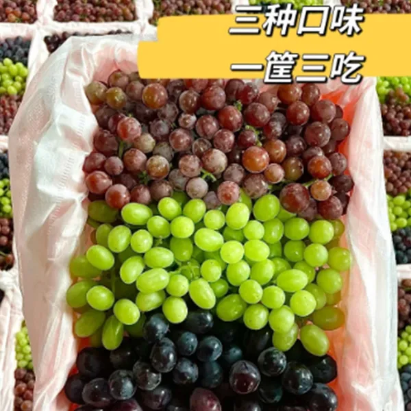 上新新疆吐鲁番三色葡萄 新鲜采摘 顺丰冷链