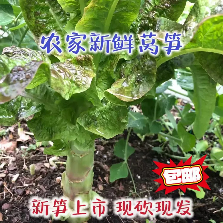 苏北农家露天自种新鲜莴苣紫叶莴笋青笋时令蔬菜现砍现发新鲜蔬菜