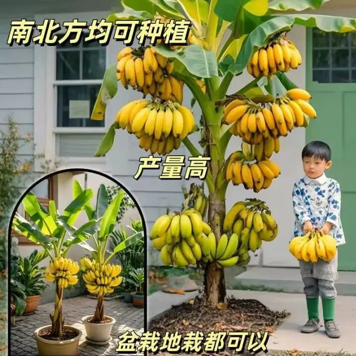 矮脚香蕉树苗中蕉九号苗南北种植抗旱耐寒矮化蕉苗果树苗当年结果