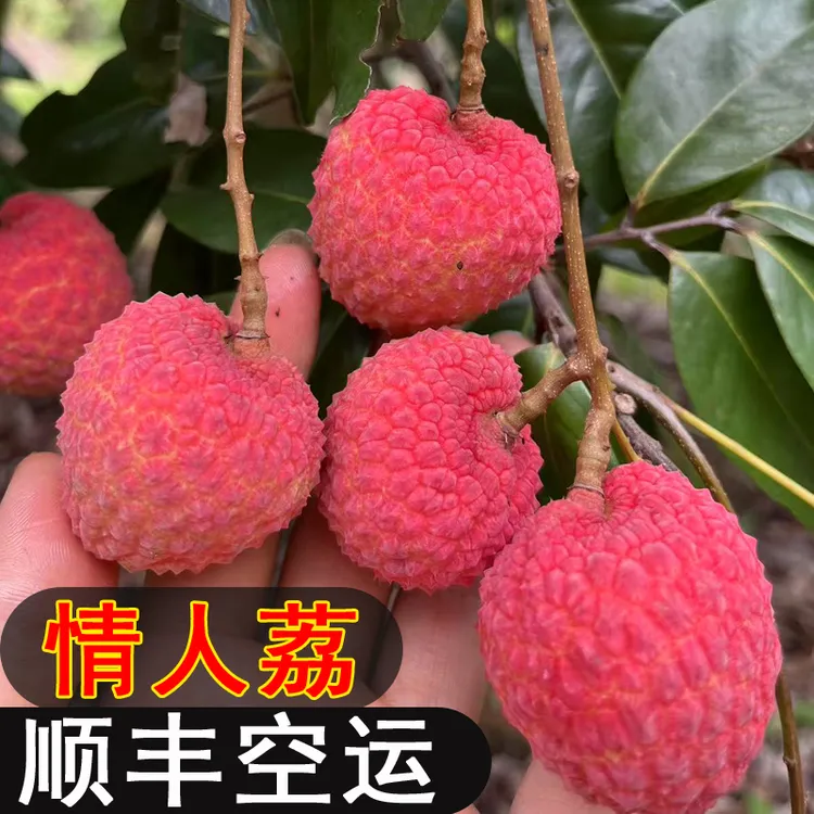 【顺丰空运】正宗广西情人荔 核小肉厚鲜荔枝整箱5-10斤装带软枝 