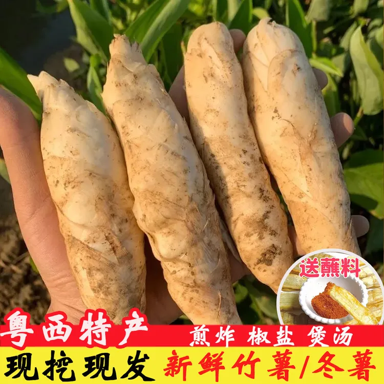 现挖现发广东农家自种特产新鲜竹薯种竹芋冬粉薯竹笋薯煲汤食材