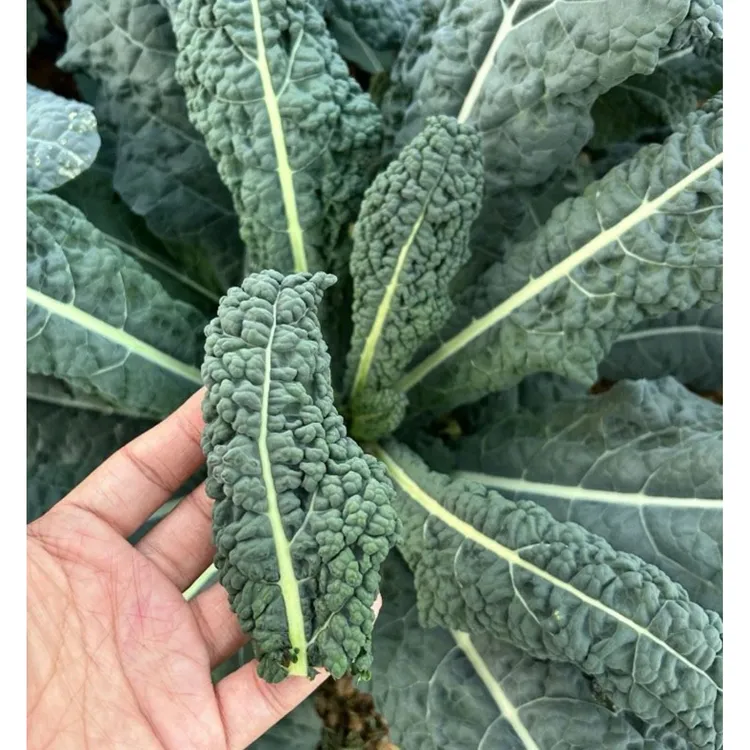 【皱叶菜种子】蔬菜种子家庭小院四季种植