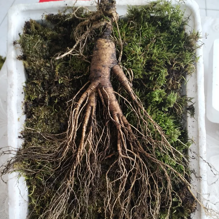 长白山新鲜林下参直播间改价链接