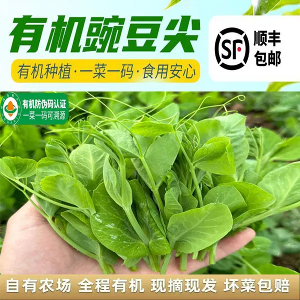 【阿斌生鲜专属】顺丰有机豌豆新鲜现摘有机豌豆尖新鲜产地直达