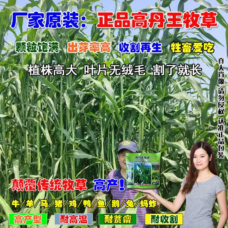 美国糖宝高丹王牧草种子四季高产牧草多次收割养殖鱼牛羊优质牧草