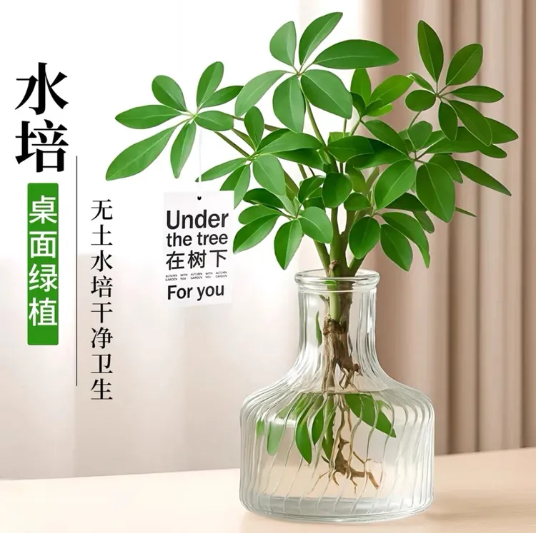 水培鸭脚木七叶莲耐寒盆栽室内客厅办公室花卉绿植四季常青好养