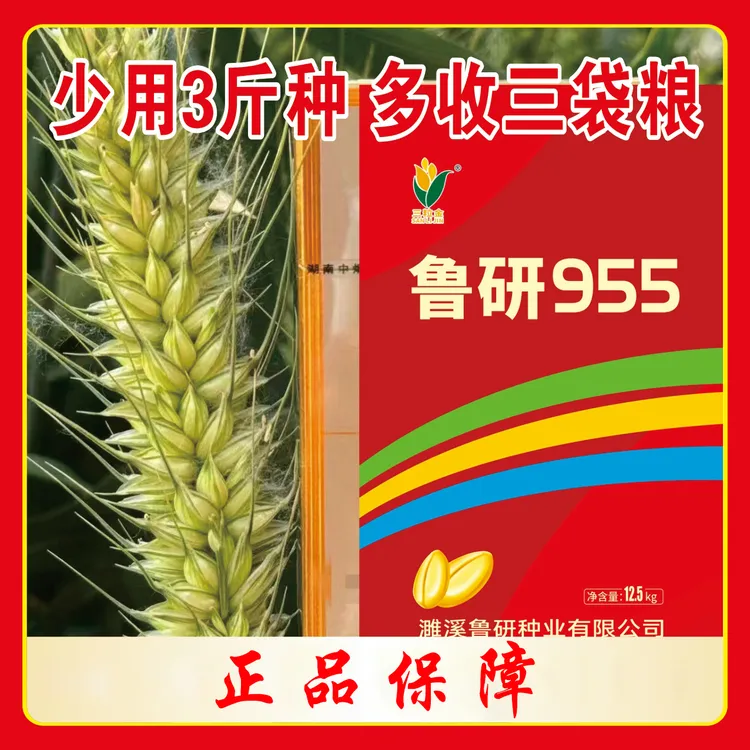 国审鲁研955【山】抗倒伏耐寒耐旱抗病性好正品保真