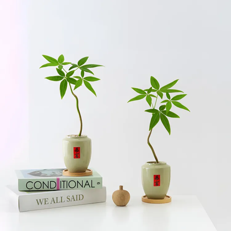 发财树盆栽创意工位绿植物室内客厅桌面办公桌花卉四季常青好养活