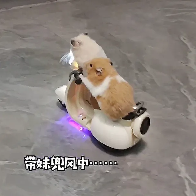 宠物玩具电动摩托车发光电动三轮车仓鼠猫咪玩具幼猫网红宠物用品