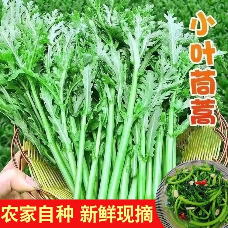 茼蒿新鲜农家自种现拔现发带根茼蒿菜黎蒿皇帝菜火锅炒菜涮菜配菜