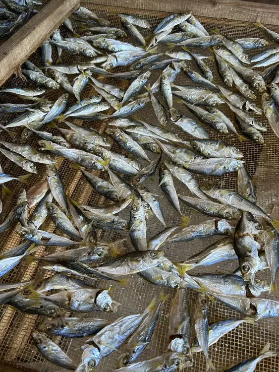 赤尾巴浪鱼干250克起 新鲜淡干鱼干 即食油煎炒菜   