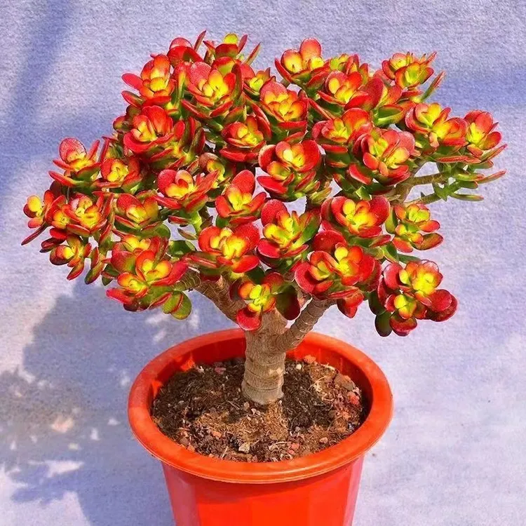 【花大余倾心推荐】大姬红花月（一物一拍）黄金摇钱树 玉树好看好养