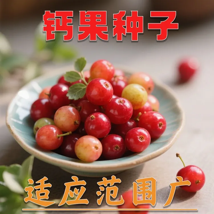 欧李钙果种子营养高钙果家庭阳台小院盆栽四季种植简单高产h